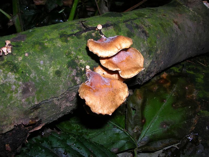 Panellus patellaris     (Fr.)      Konrad & Maubl